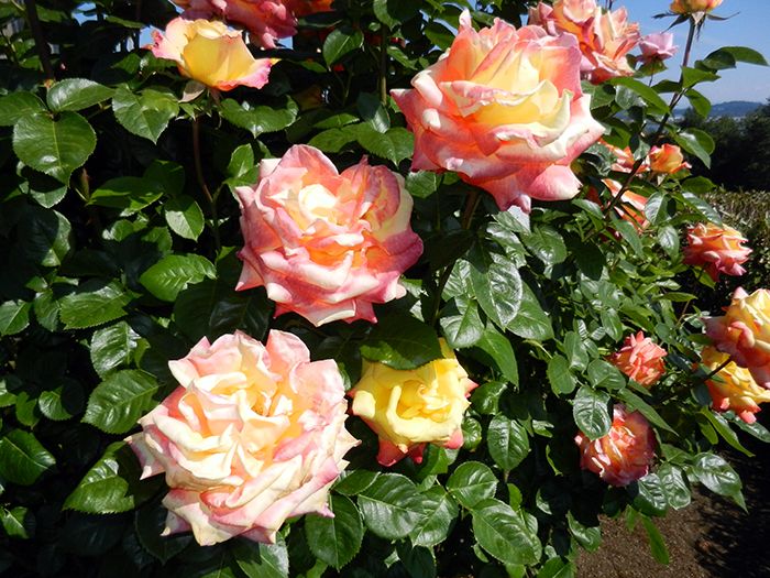 Roses in Vancouver, WA - DivineMrsDiva.com