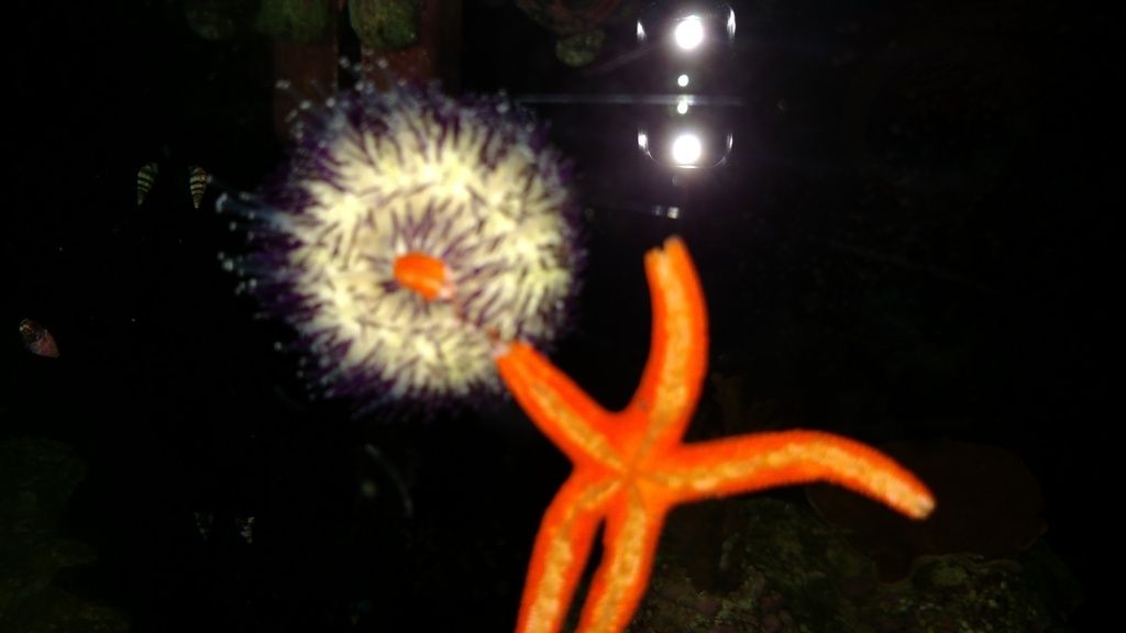 my urchin is eating