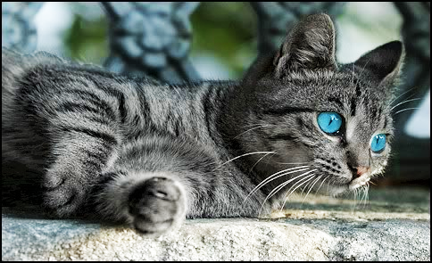 silver tabby she cat with blue eyes