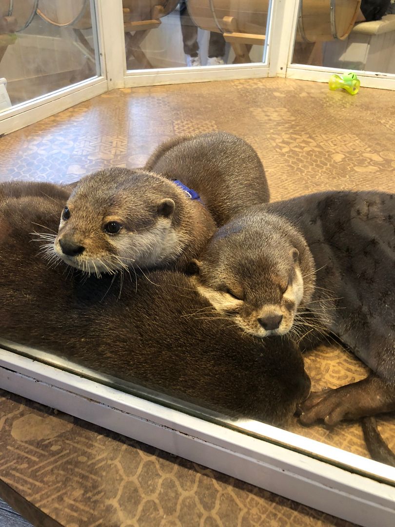 photo Harry Harajuku Terrace Otter.jpg