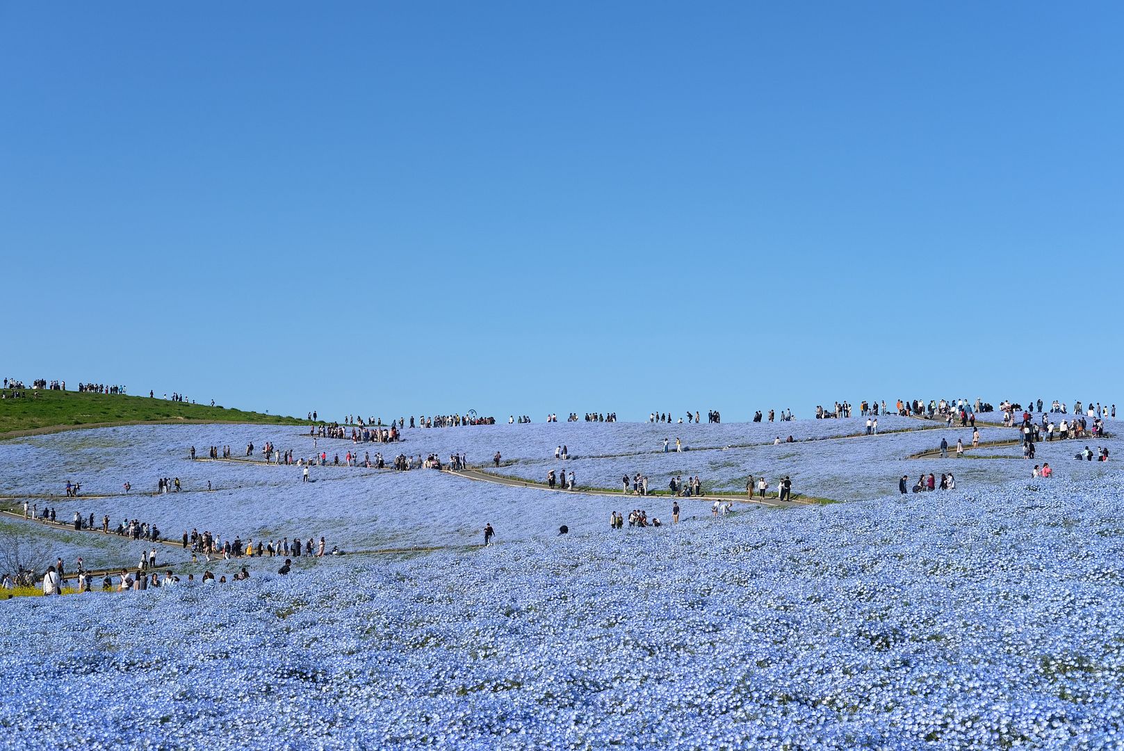 photo Hitachi Seaside Park Ibaraki Japan 1.jpg