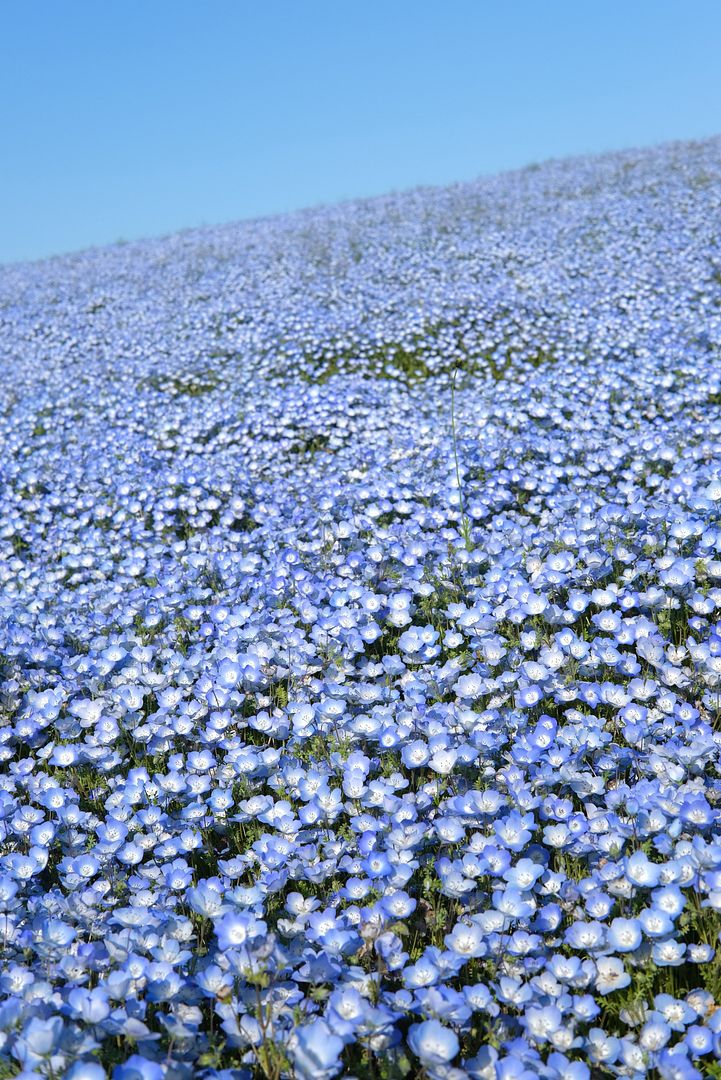 photo Hitachi Seaside Park Ibaraki Japan 3.jpg