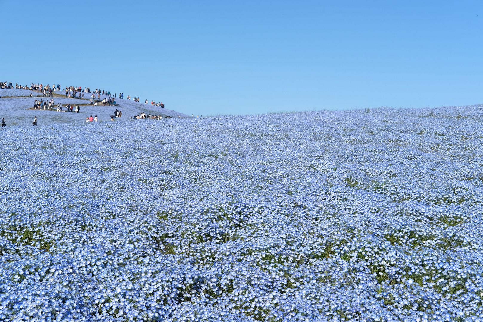 photo Hitachi Seaside Park Ibaraki Japan 4.jpg