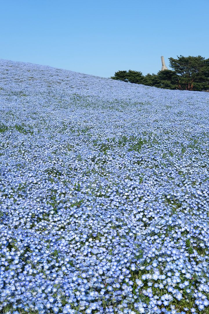 photo Hitachi Seaside Park Ibaraki Japan 5.jpg