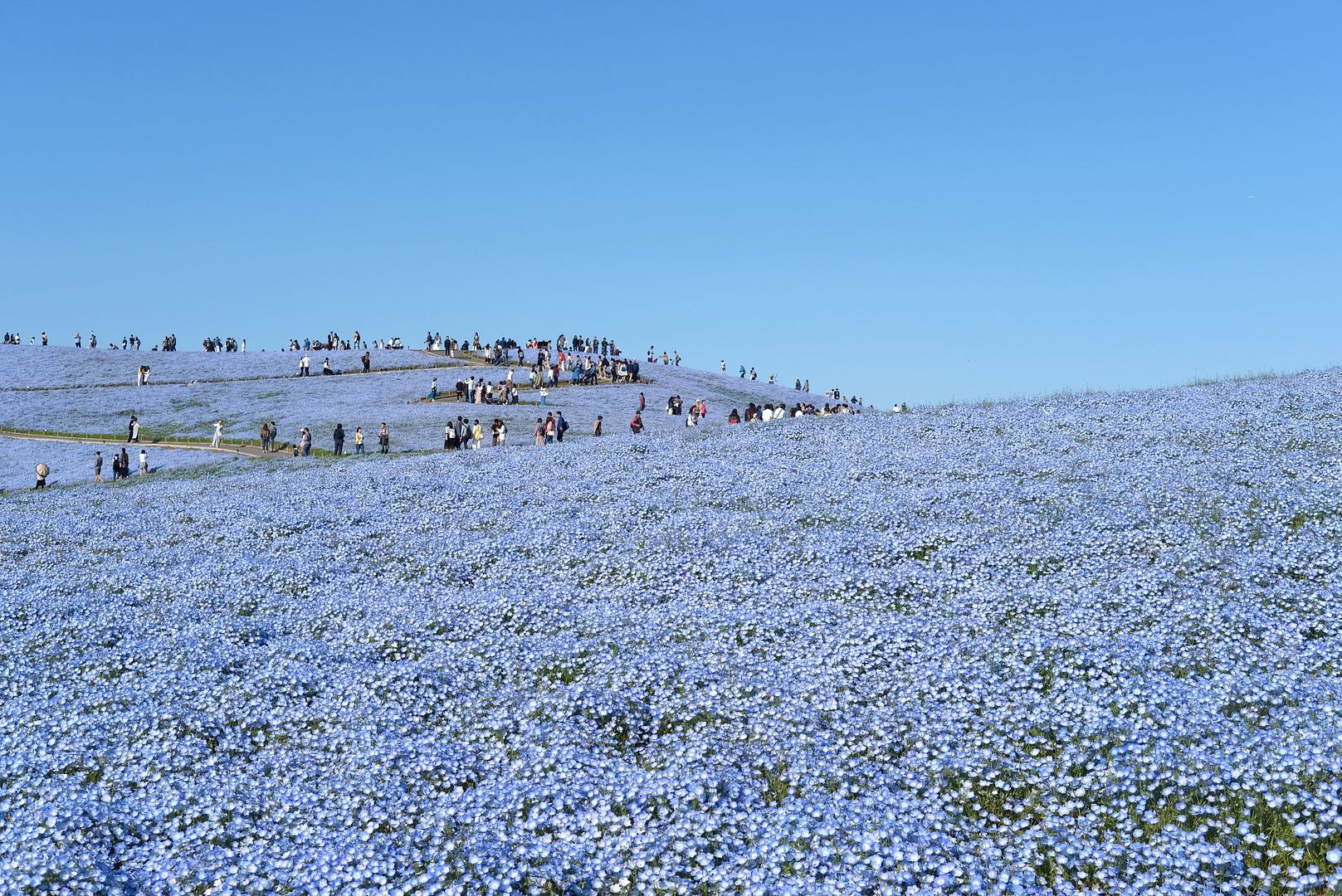 photo Hitachi Seaside Park Ibaraki Japan 6.jpg