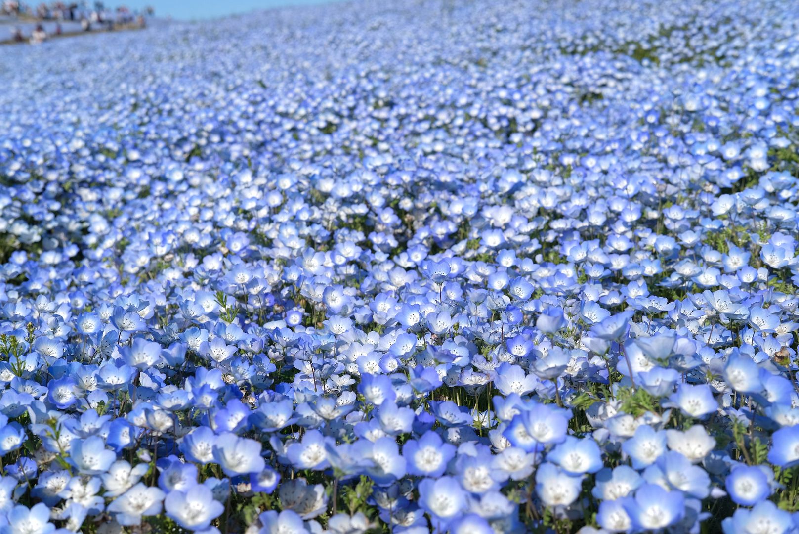 photo Hitachi Seaside Park Ibaraki Japan 7.jpg