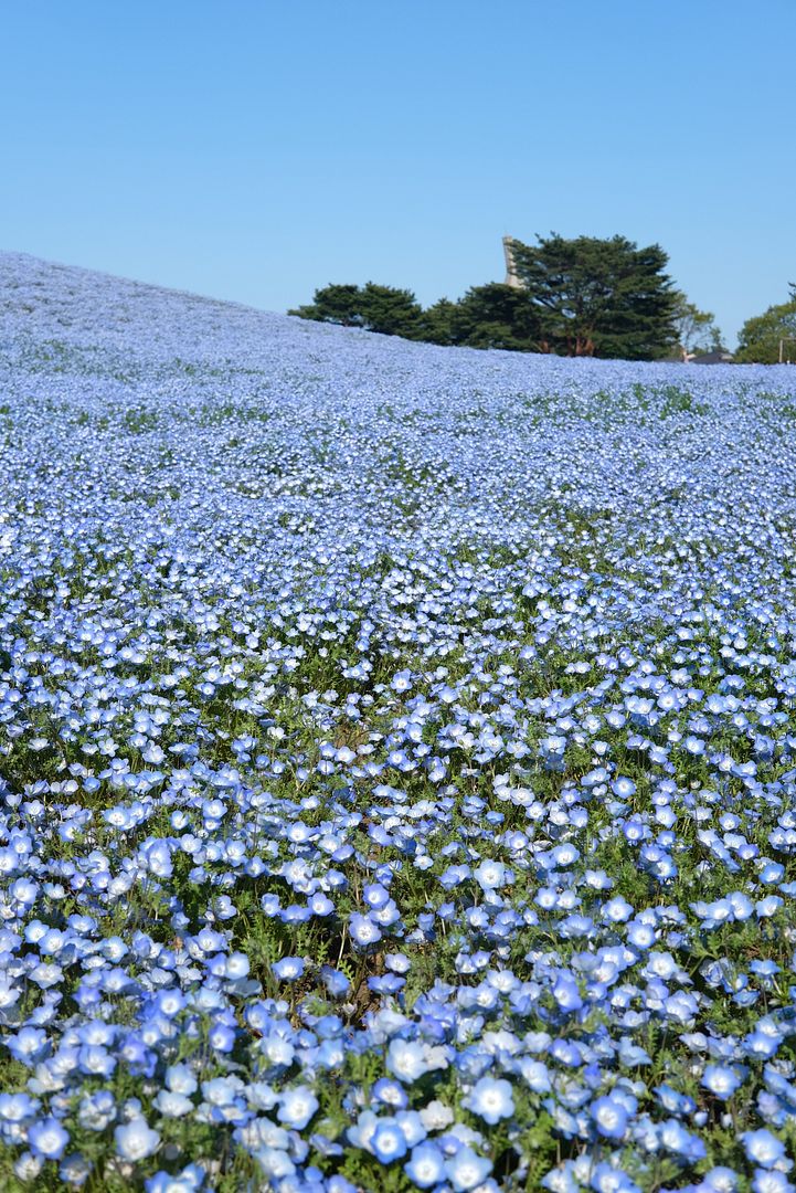 photo Hitachi Seaside Park Ibaraki Japan.jpg