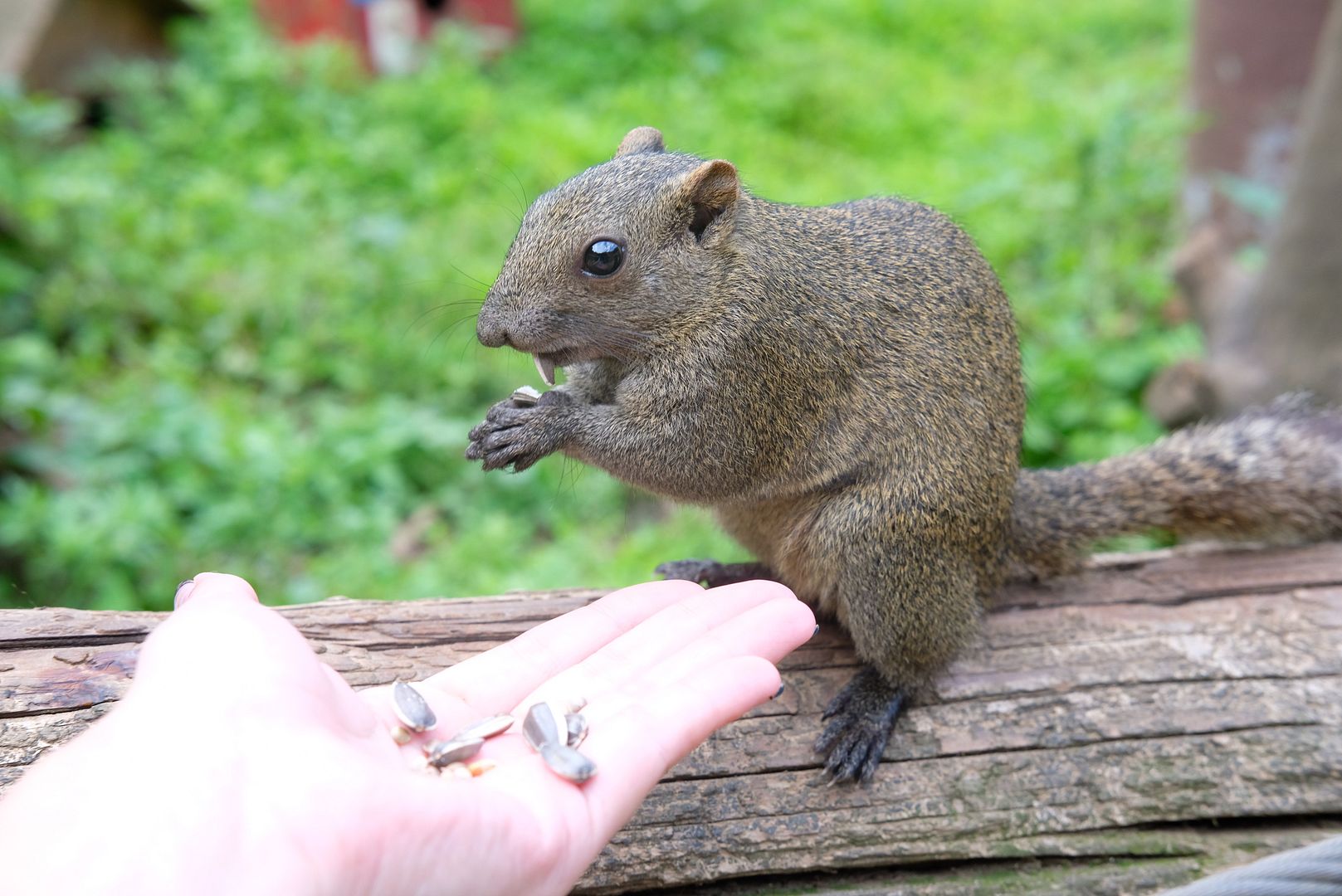 photo Machida Squirrel Park Tokyo.jpg