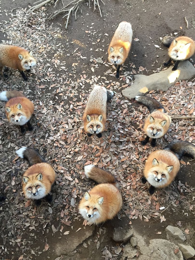 photo Miyagi Zao Fox Village_1.jpg