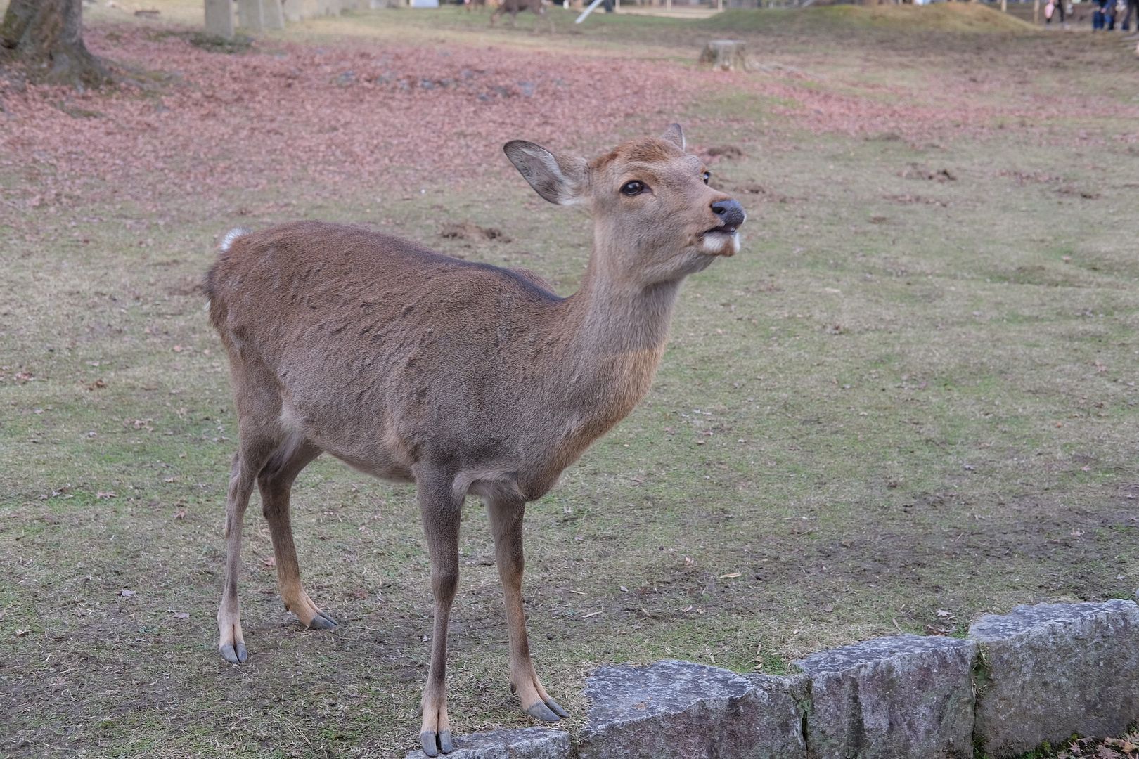 photo Nara Deer Park.jpg