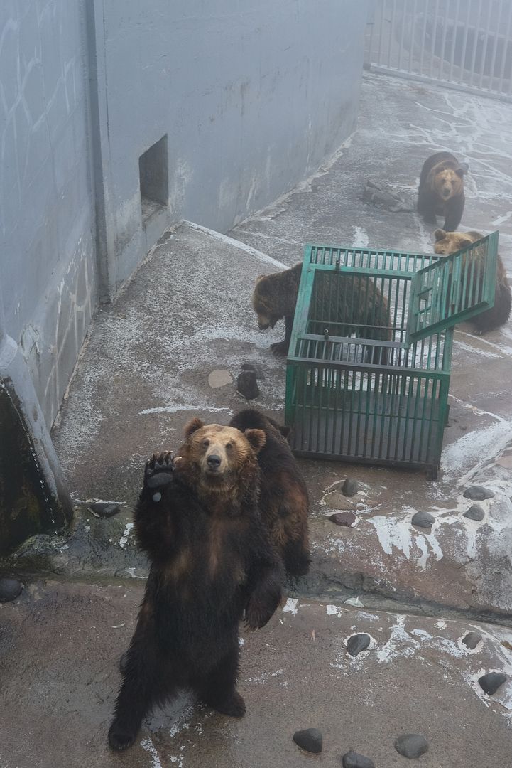 photo Noboribetsu Bear Park.jpg