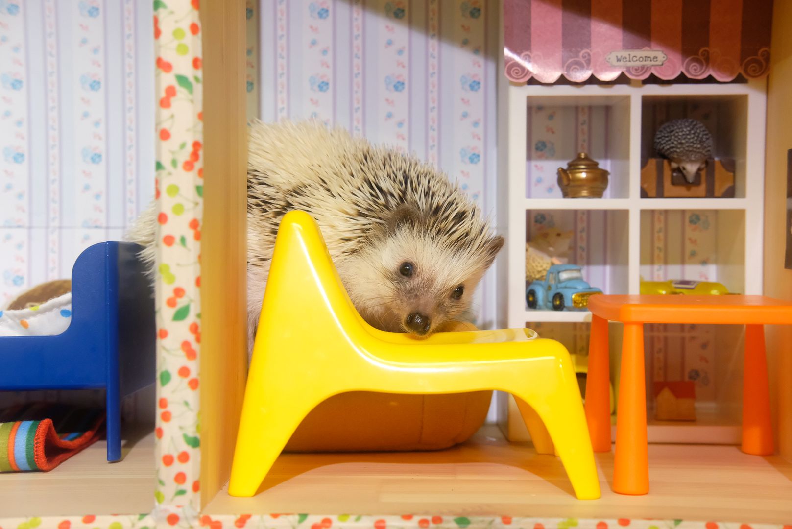 photo Tokyo Hedgehog Cafe Shinjuku.jpg