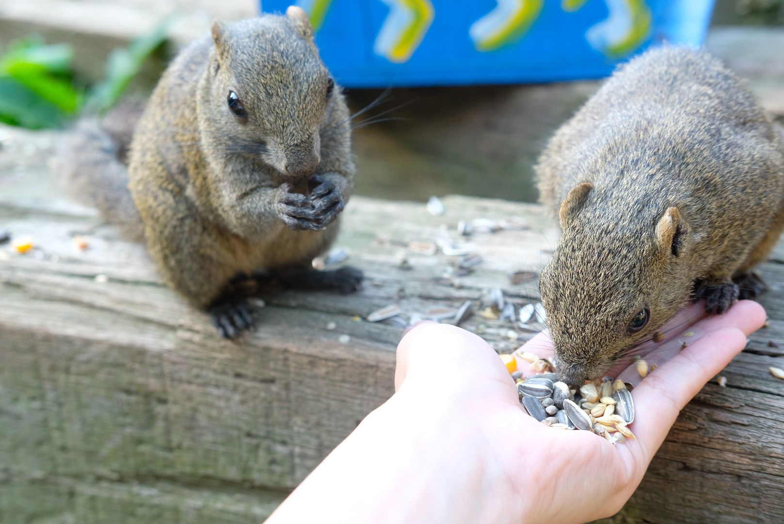 photo Tokyo Machida Squirrel Garden.jpg