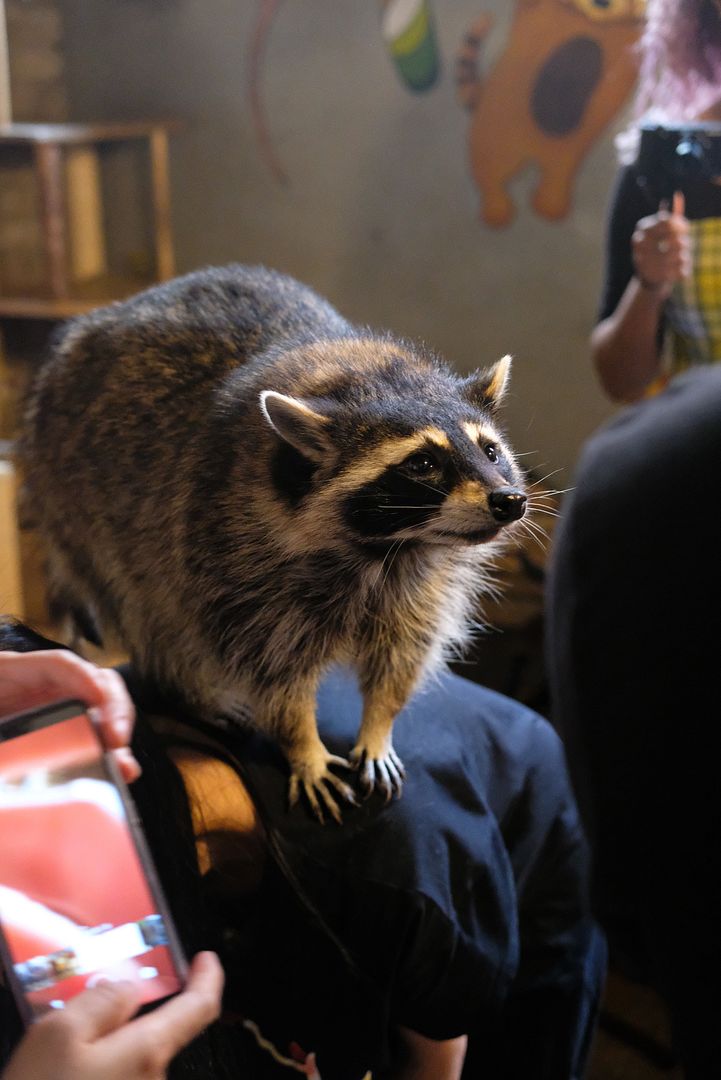 photo blind alley seoul raccoon cafe 2.jpg