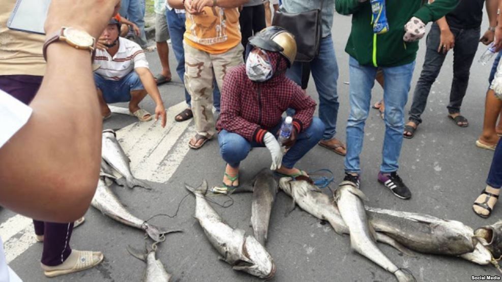 Dân Bà rịa đem cá chết ra biểu tình tại Quốc Lộ 