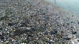 Forsoma: cá chết đầy biển 4 tỉnh miền Trung