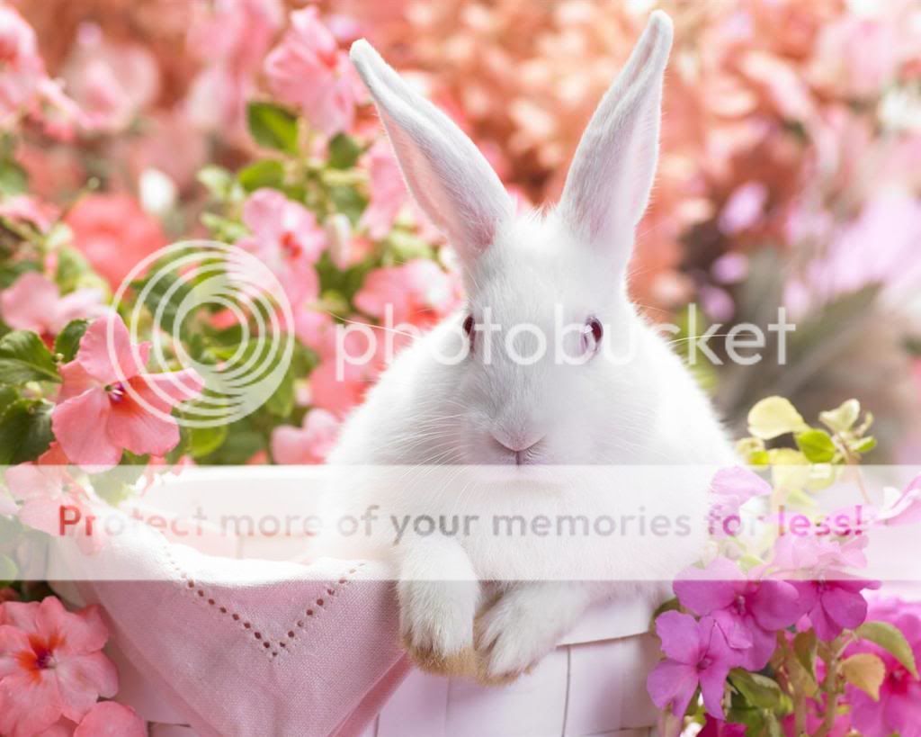white-rabbit-and-flowers_1280x1024_zps726e1949.jpg