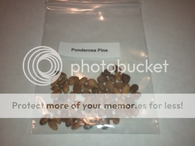 Ponderosa Pine Tree Seeds  